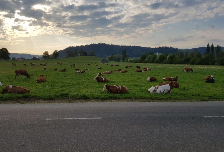 Drying of grass for cattle feed production